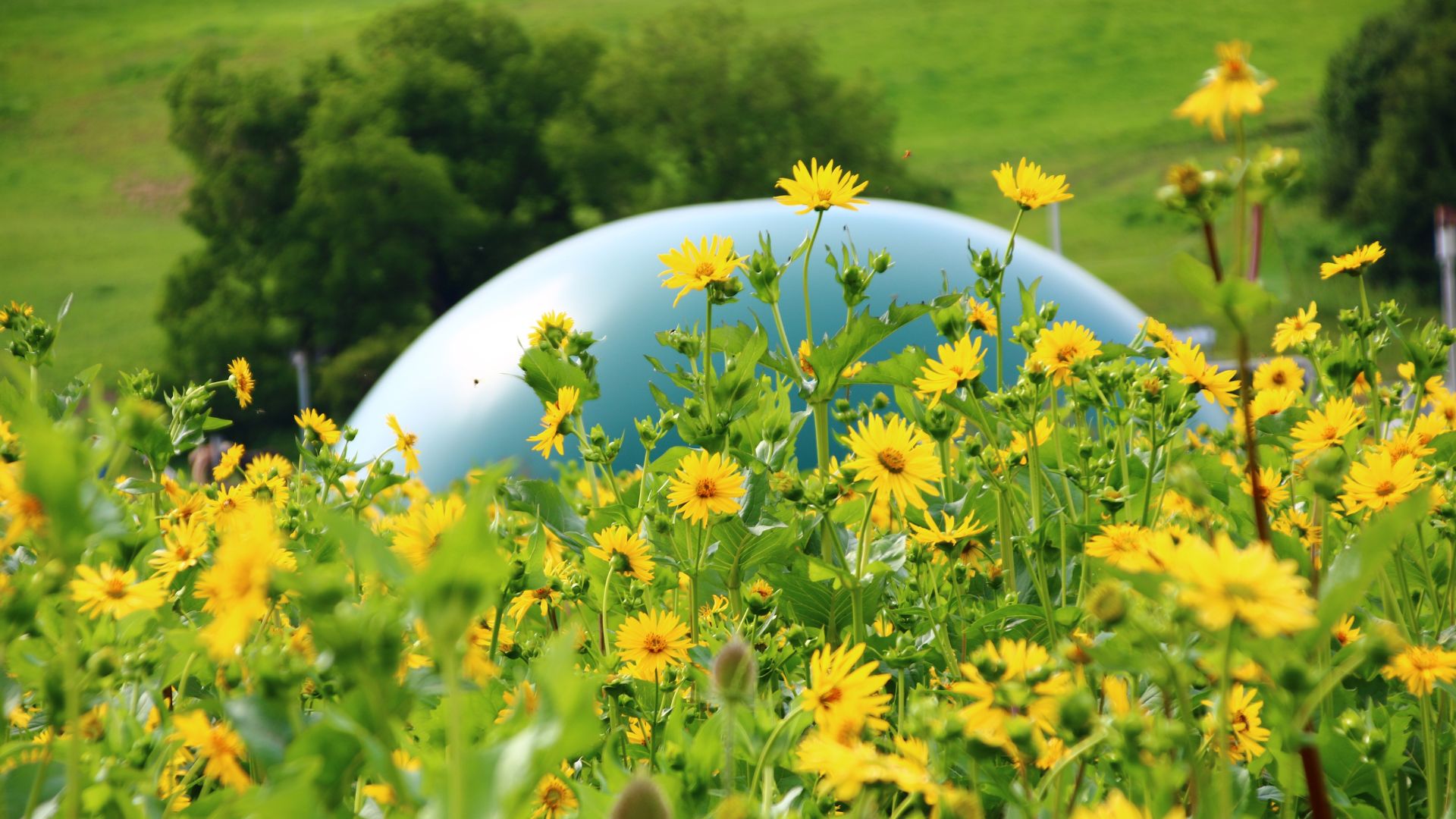 Decreto Pratiche Ecologiche: un’opportunità d’oro per l’ottimizzazione degli Impianti biogas